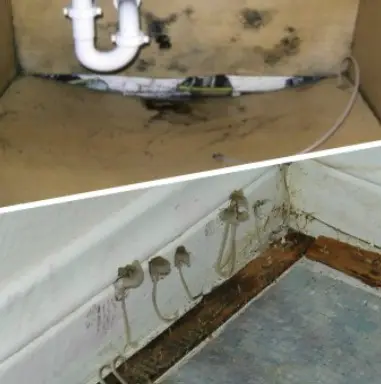 nevada mold testing